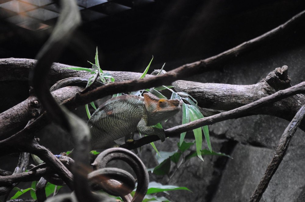 singapore zoo reptopia