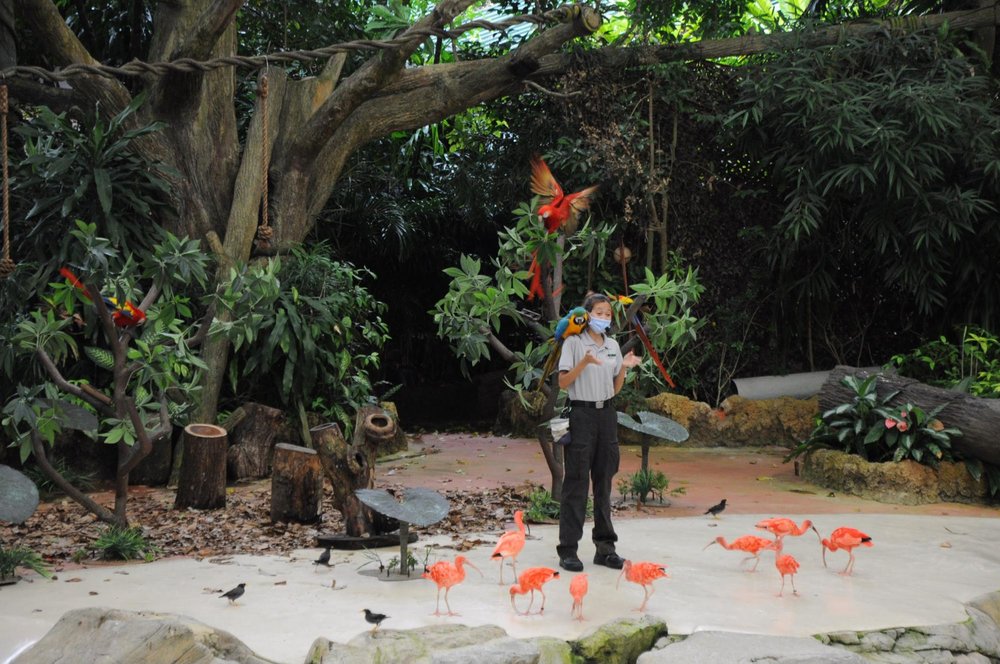 Singapore Zoo: Get Up Close With Animals, Catch Shows & More - Klook ...