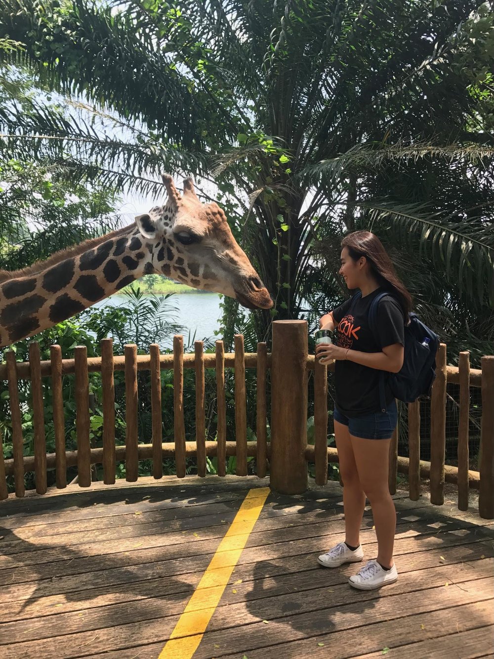 singapore zoo giraffe feeding
