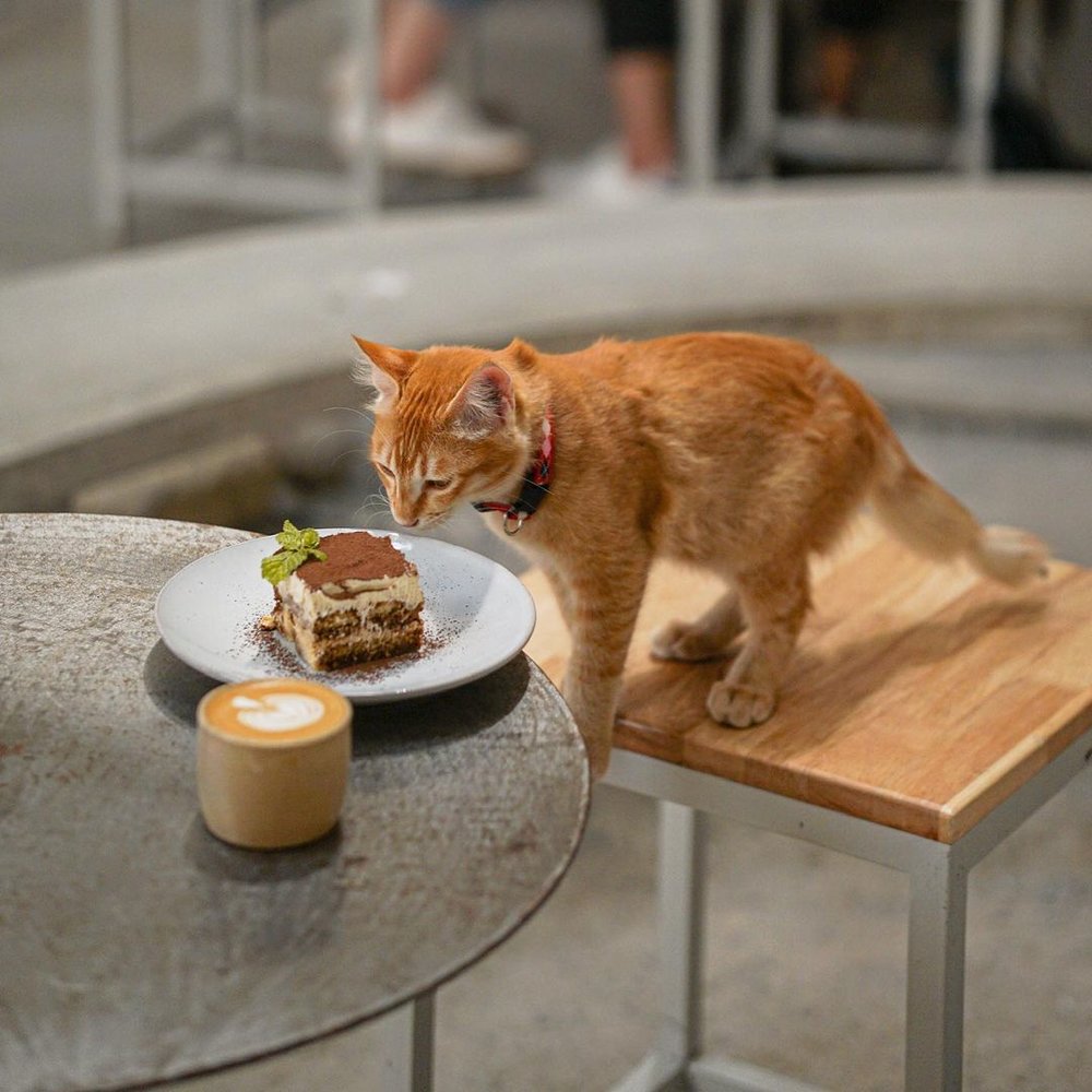 Norm Micro Roastery best penang cafe 3D2N family trip itinerary