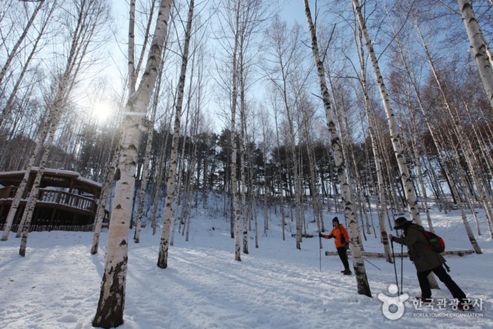 เดินชมต้นเบิร์ช