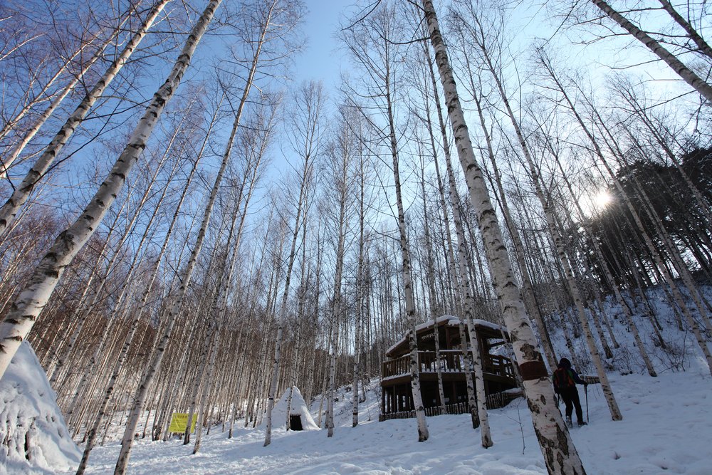 เที่ยวป่าต้นเบิร์ช ไม่มีรถ