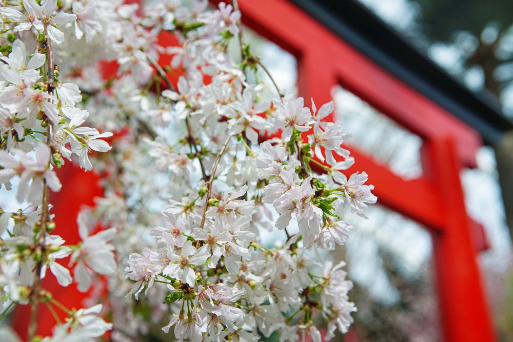 gardens by bay sakura 