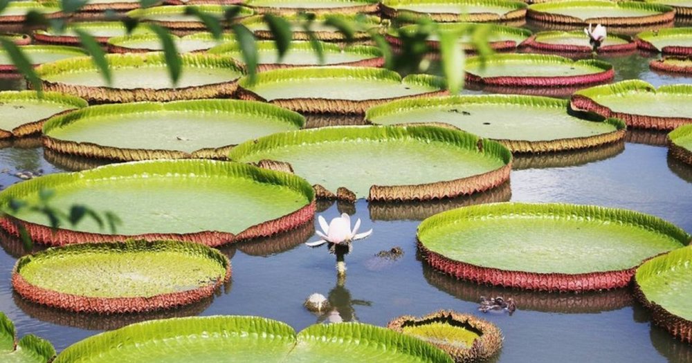 chua-la-sen-dong-thap