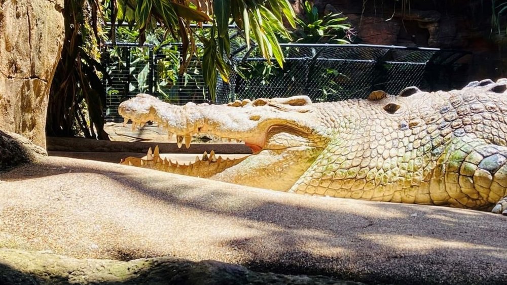 Rocky the giant croc right at home in WILD LIFE Sydney Zoo. Credits @wildlifesydneyzoo on Instagram