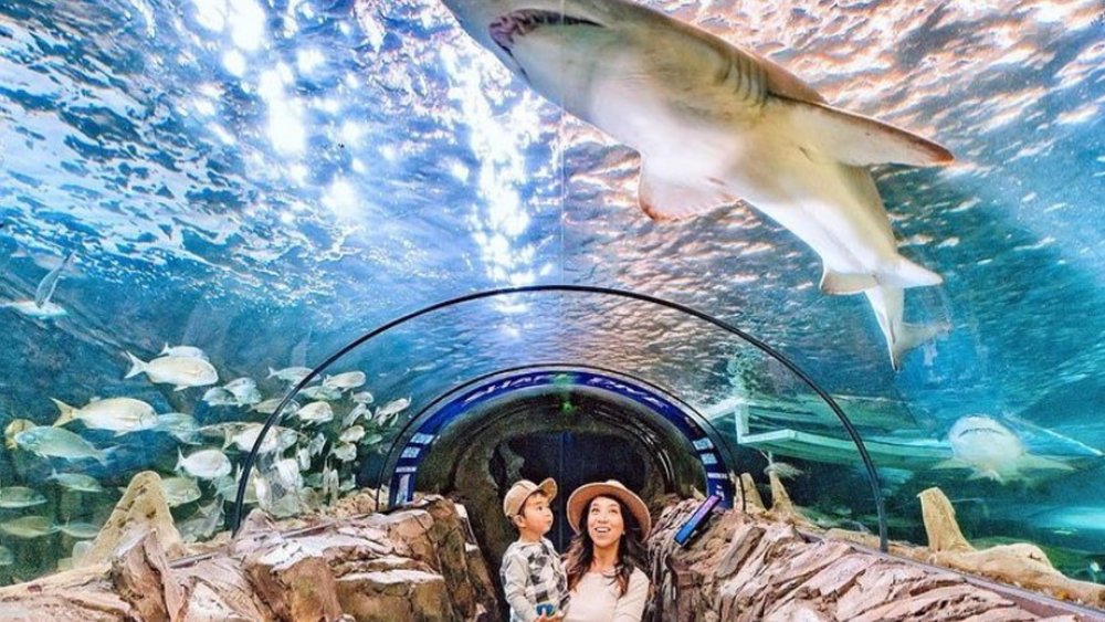 The view of sharks swimming above you at SEA LIFE Aquarium. Credits @kris.charlz on Instagram