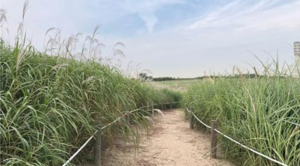 discover seoul pass insta worthy activity sangam sky park 2