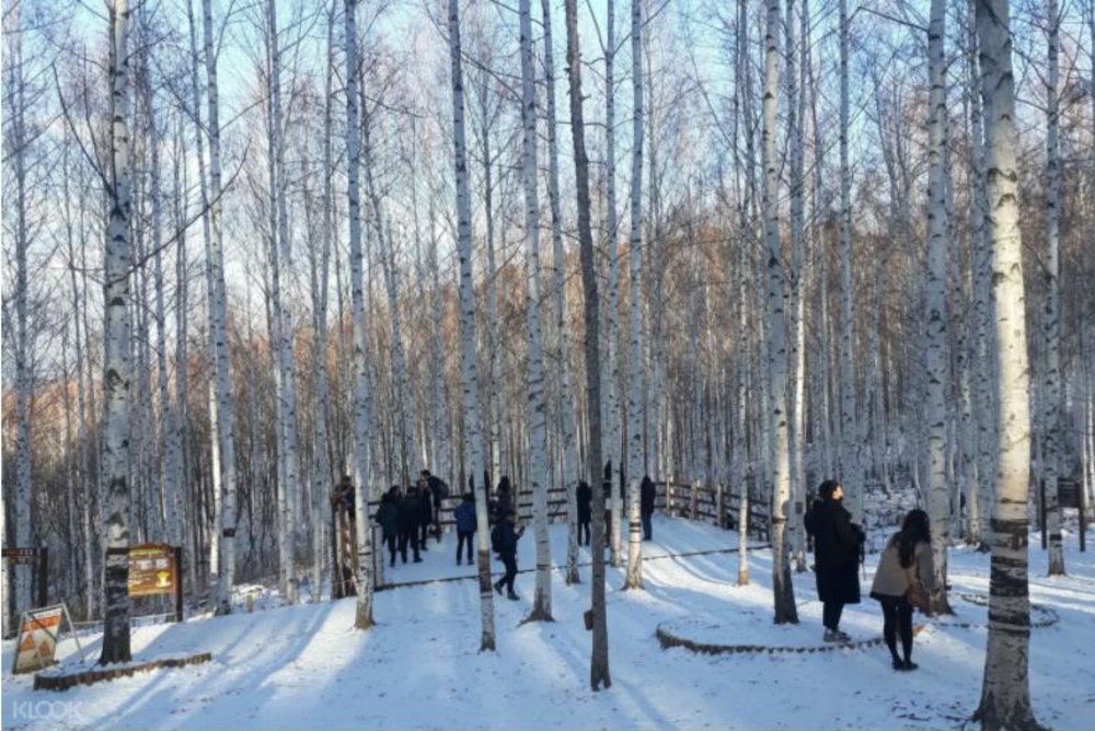 south korea winter wonderland Wondae-Ri Birch Forest 1