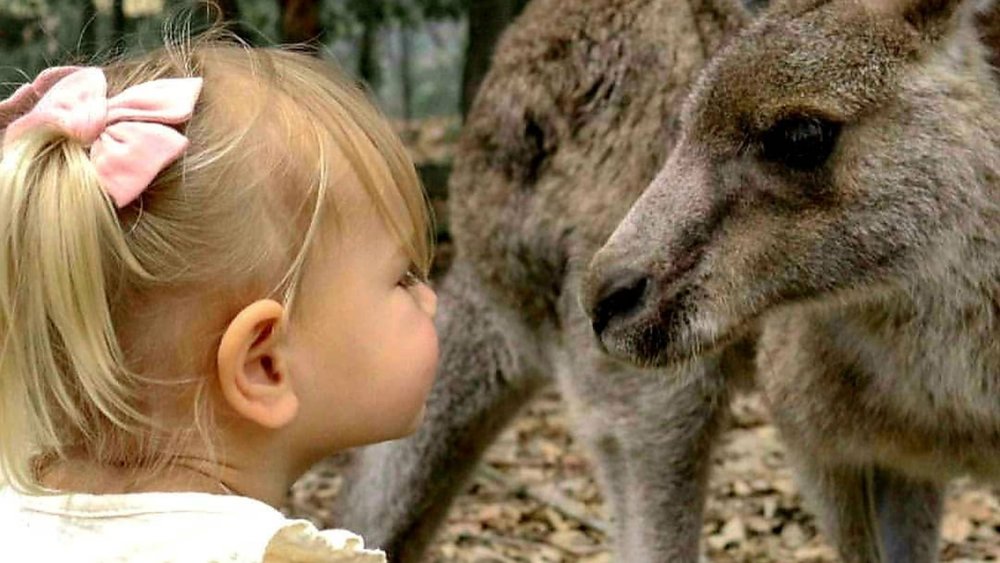 A tiny tot’s close encounter with a wallaby at the Potoroo Palace Animal Sanctuary. Credits @potoroopalace on Instagram