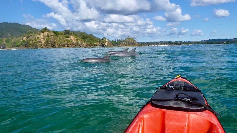 Greet the Bay’s marine friends as you paddle along Main Beach. Credits: @cape_byron_kayaks