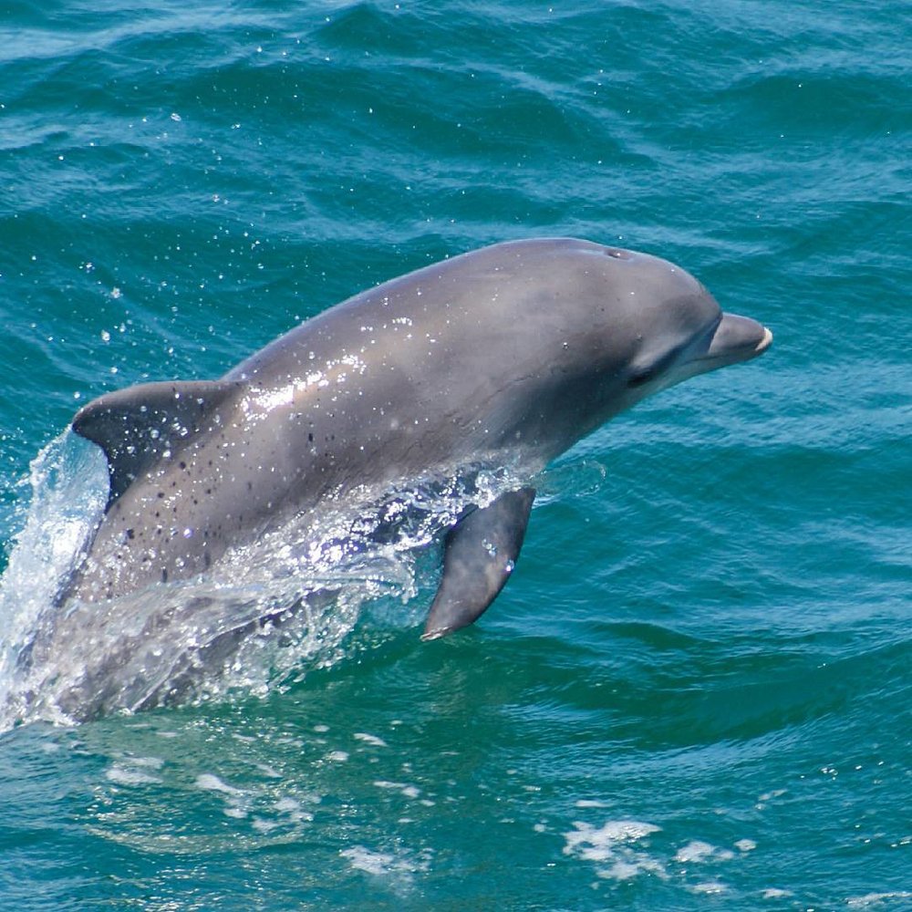 A dolphin jumping from the waters of Jervis Bay. Credits @shelleysjb on Instagram