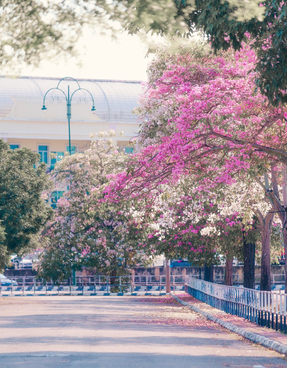 sakura kedah sungai petani malaysia