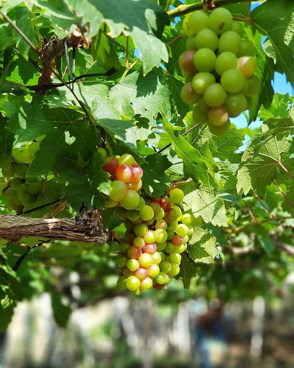 gapuz grape farm