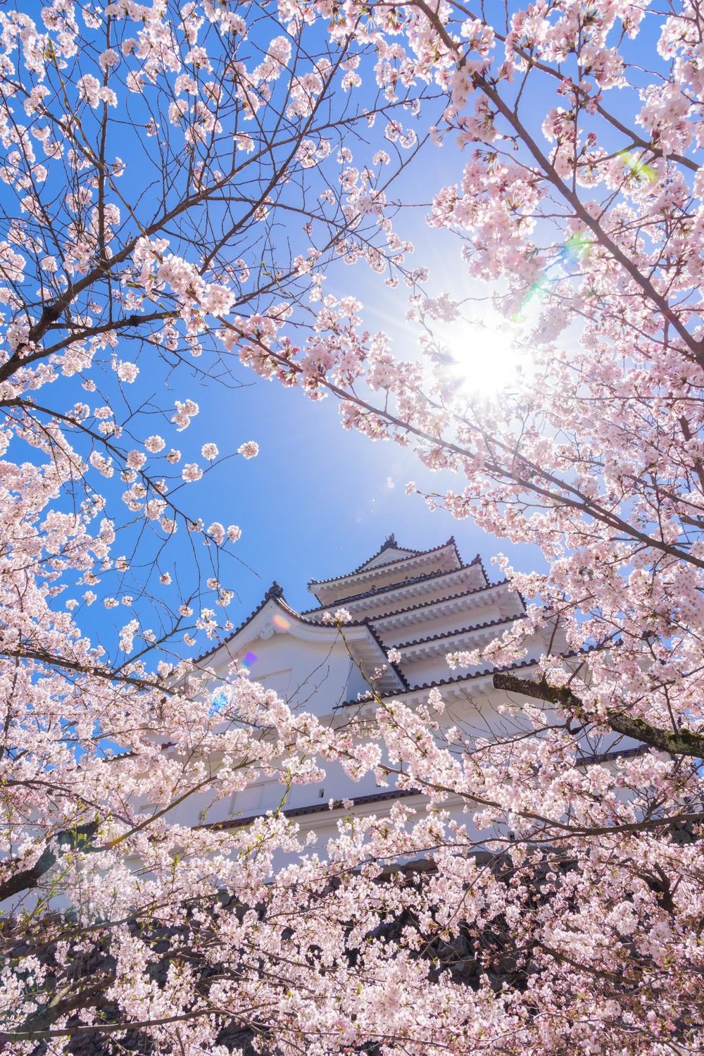 tohoku sakura