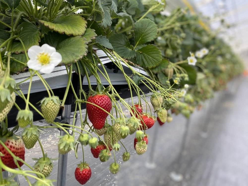 JR fruit Park Sendai Arahama strawberry