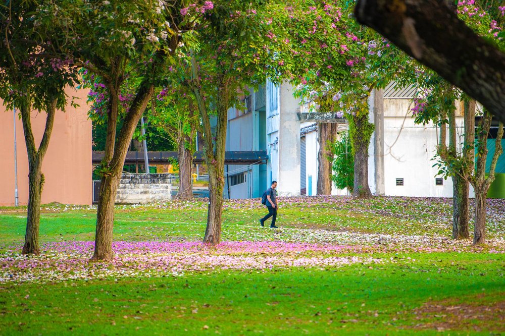 sakura malaysia penang universiti sains malaysia