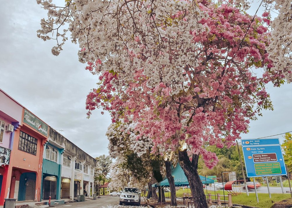 sakura malaysia melaka