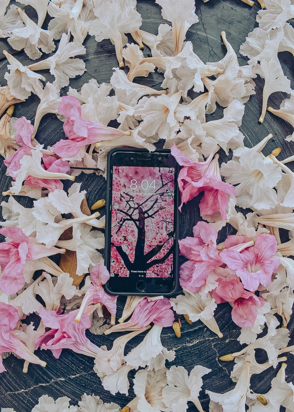 sakura malaysia melaka