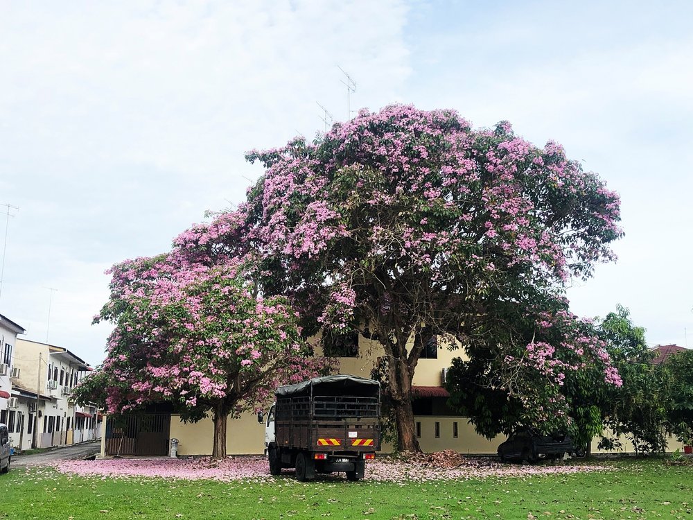 muar johor sakura malaysia