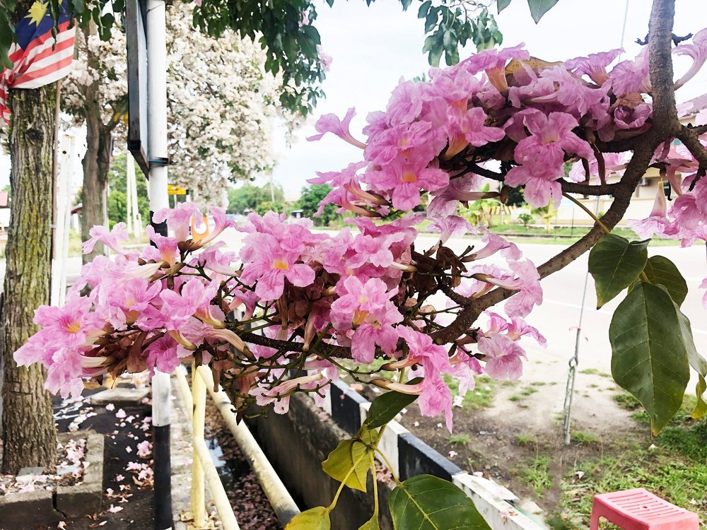 muar johor sakura malaysia