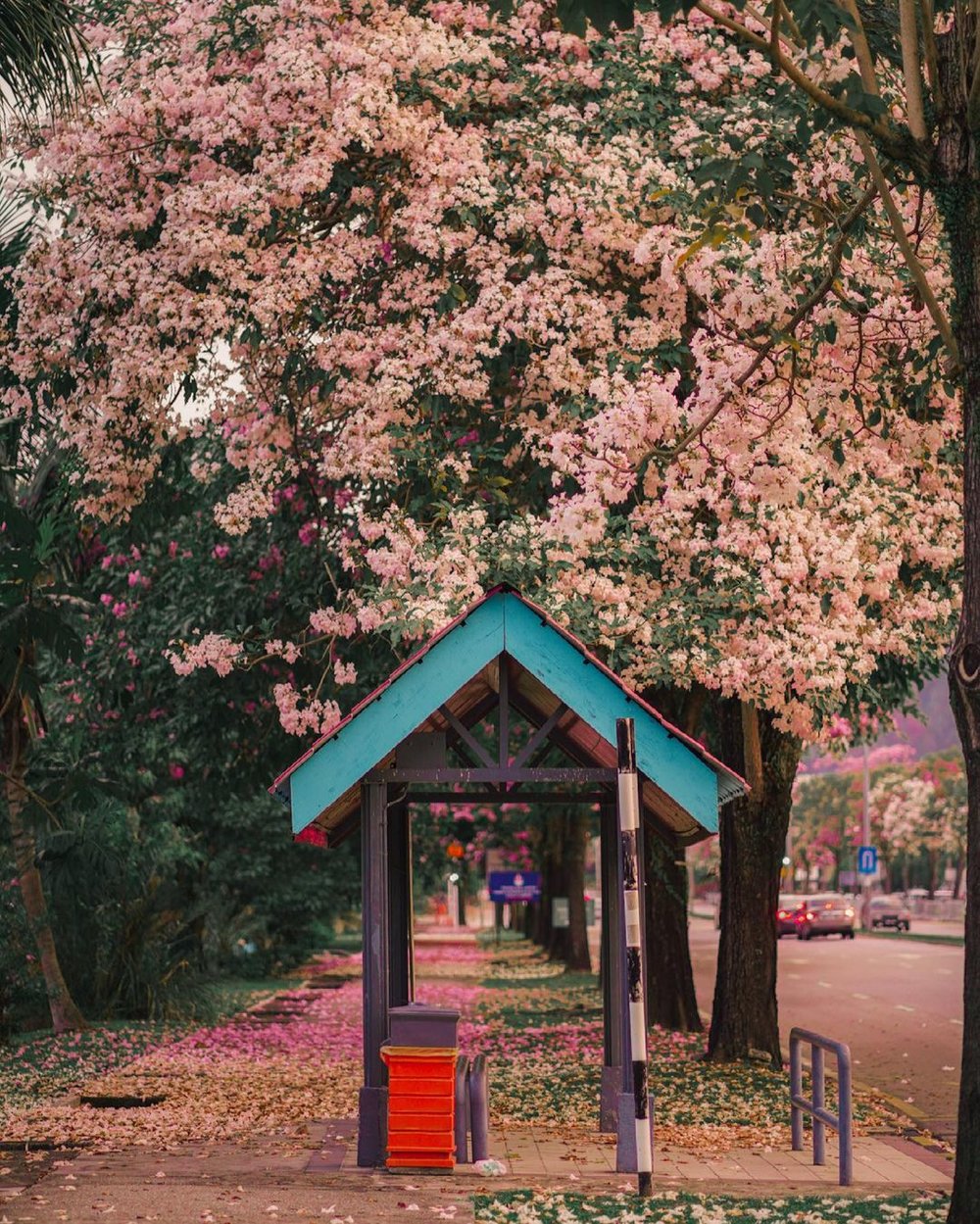 sakura malaysia kl batu caves