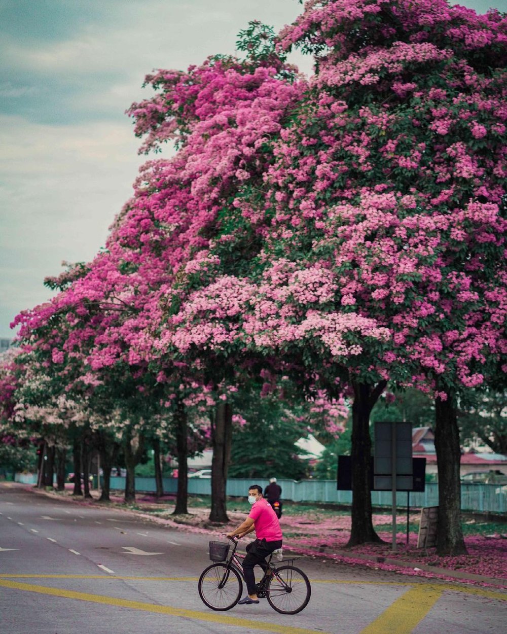 Дерево малайзия. Деревья в Малайзии. Цветы Малайзии.