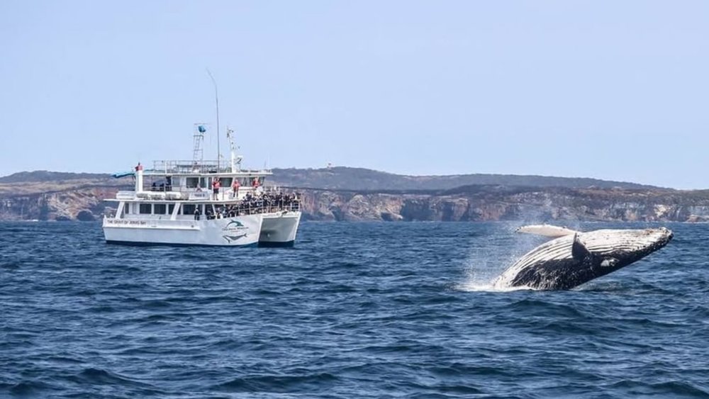 You might witness a whale breaching during the Dolphin Watch Cruise Tour. Credits @jervisbaytourism on Instagram