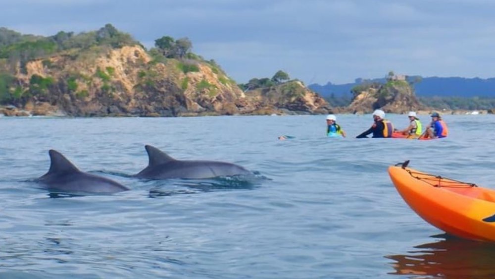 Dolphins peeking from the water for the kayakers at Byron Bay. Credits @ goseakayakbyronbay on Instagram