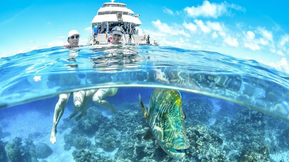 Uncover the Great Barrier Reef’s secrets with this full-day tour! Credits: @downundercruiseanddive