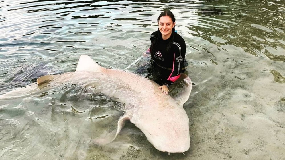 Up close and personal with Irukandji’s resident shark Gigantor. Image credits: @irukandji_sharknray on Instagram