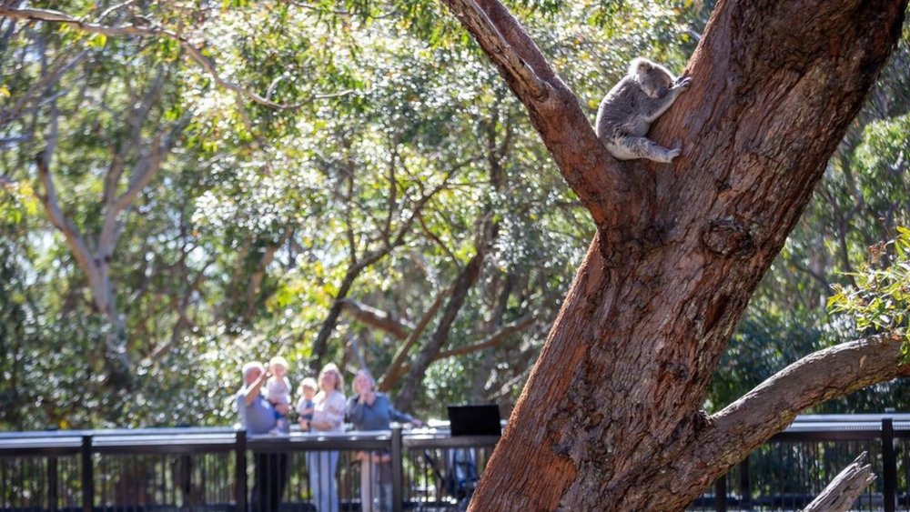 A family checking out one of the koalas at Port Stephens Koala Sanctuary. Image credits: @pskoalasanctuary on Instagram