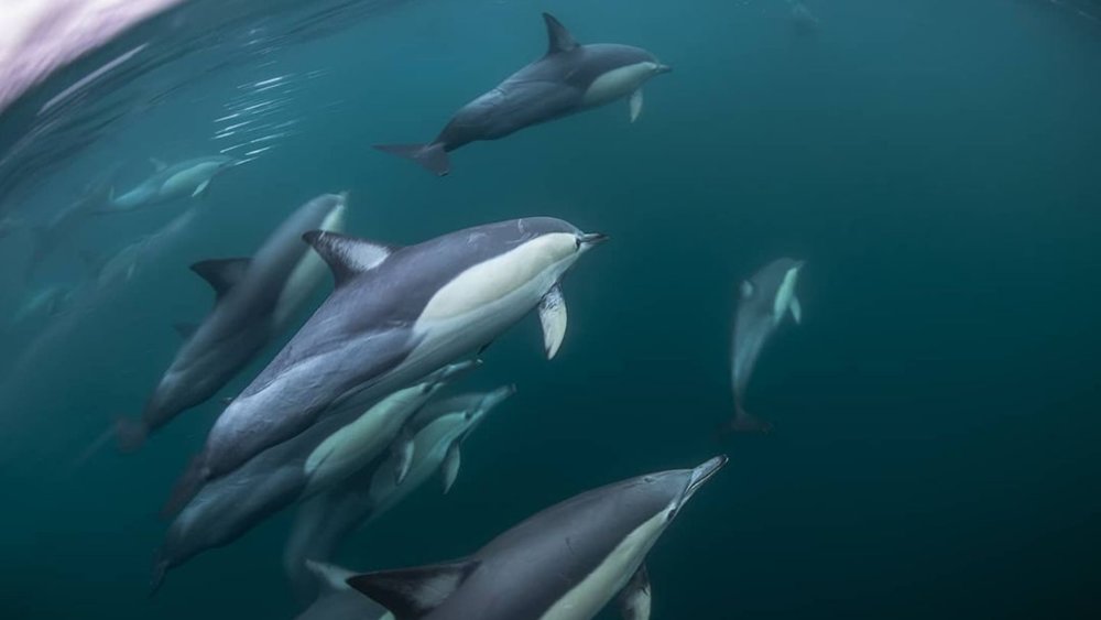 Your view when you’re swimming with the dolphins at Port Stephens. Image credits: @dolphinswimaustralia on Instagram