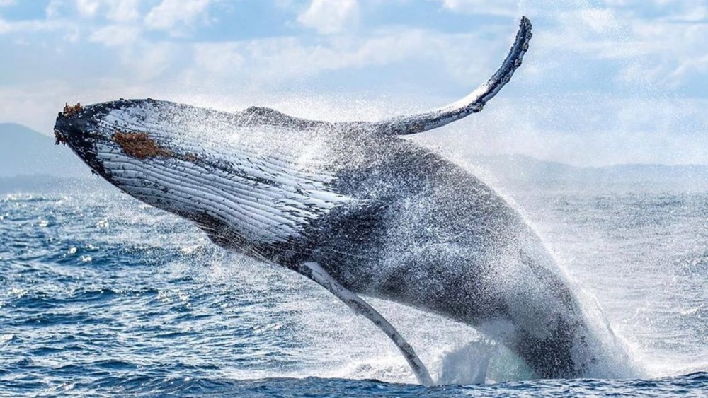 A breaching whale is a magnificent sight to see at Port Stephens! Image credits: @portstephens on Instagram