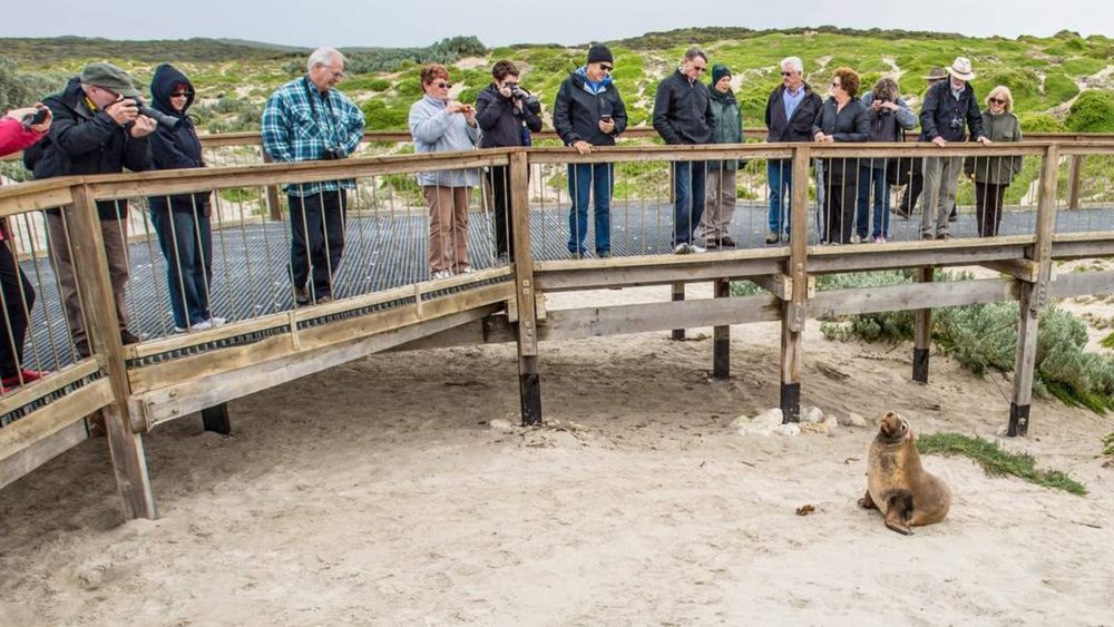 A tour group marvelling at the wildlife of Kangaroo Island