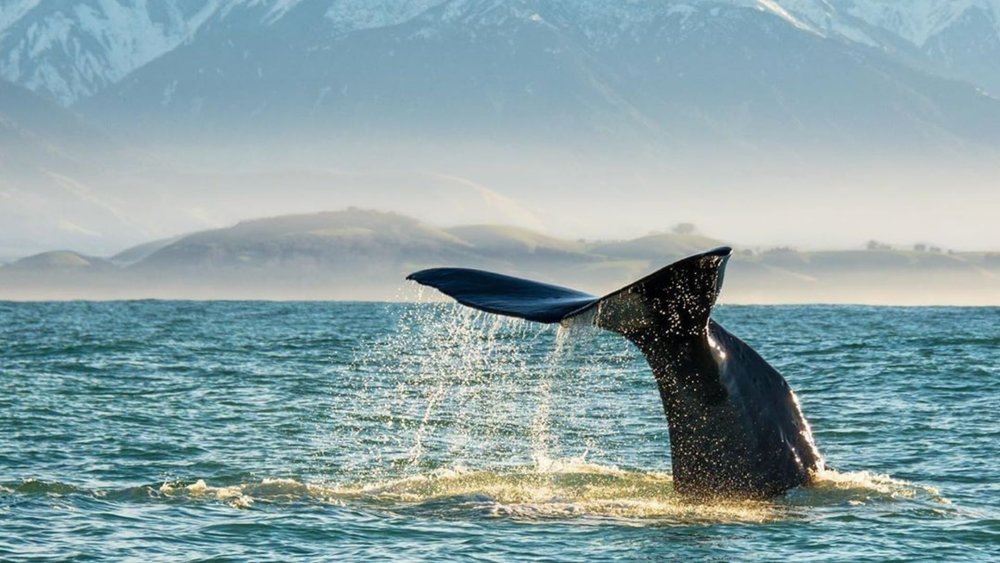 Vow to protect New Zealand’s land, sea and nature. Image credits: @purenewzealand