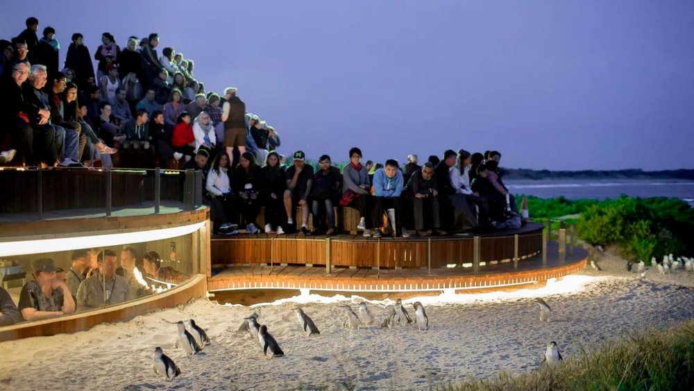 Gear up for a unique wildlife experience when you catch the penguin parade!