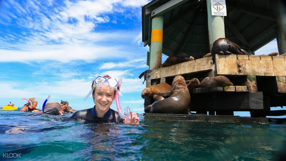 Get up close with local fur seals and enjoy a unique marine adventure!