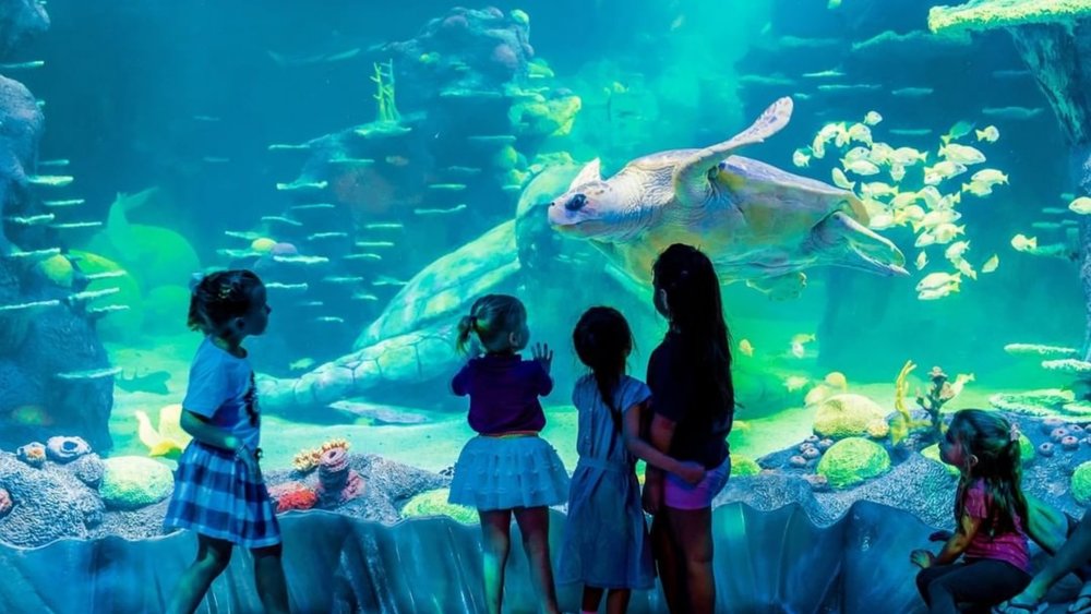 Experience underwater fun and meet marine creatures! Credits: @sydneylifeaquarium