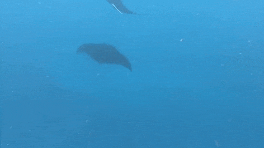 Panduan Liburan ke Nusa Penida Bali