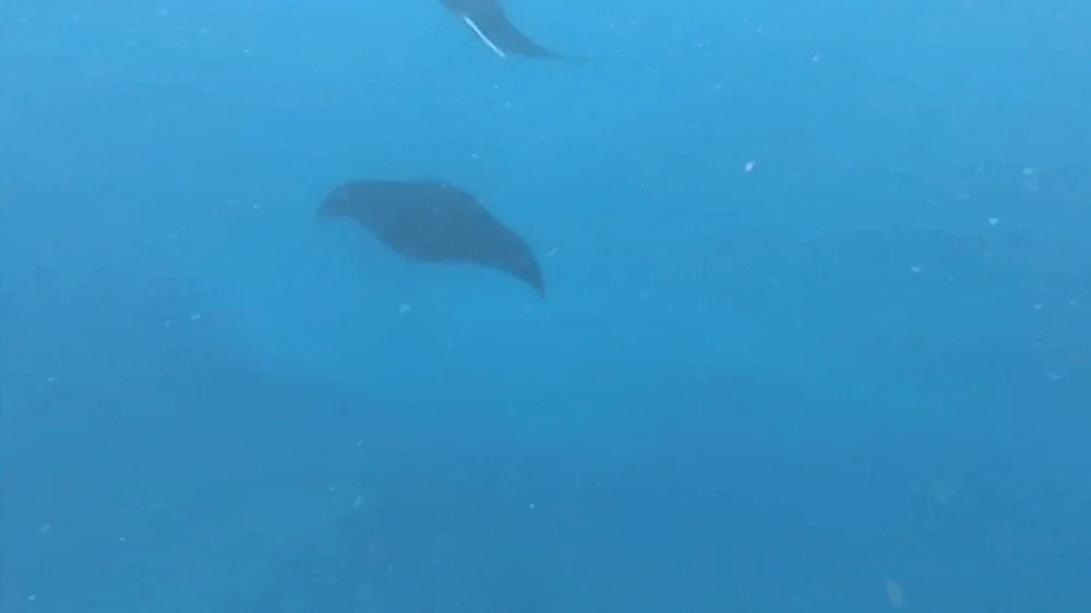 Panduan Liburan ke Nusa Penida Bali