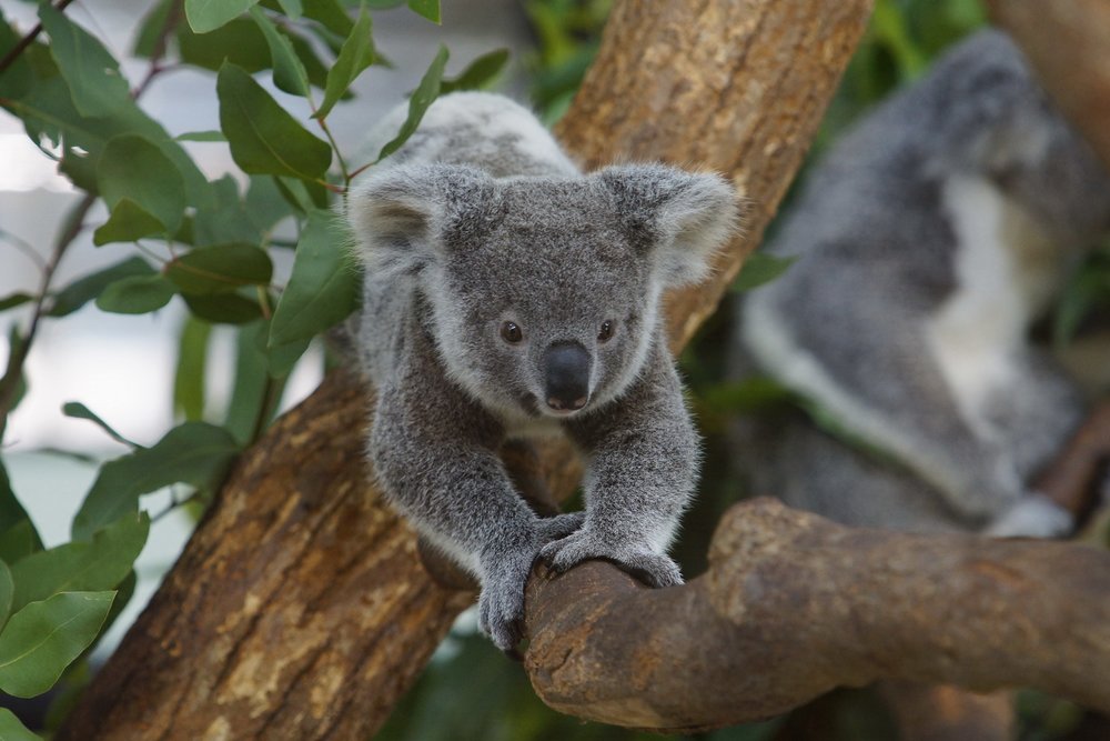 北部親子景點：台北市立動物園