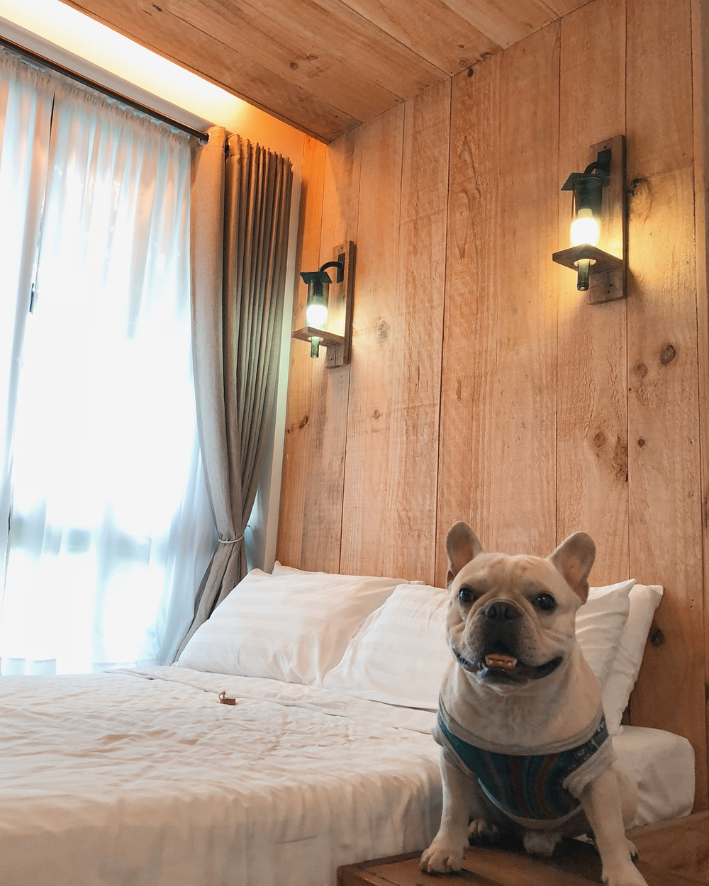 11 PetFriendly Resorts Near Manila For A Purrfect Getaway Klook