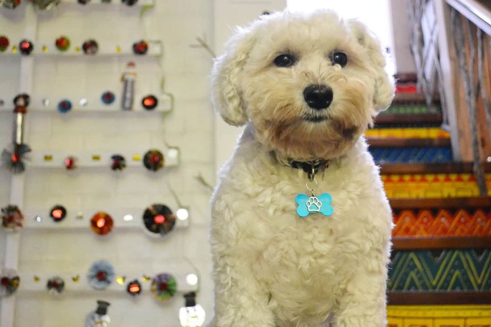 11 PetFriendly Resorts Near Manila For A Purrfect Getaway Klook