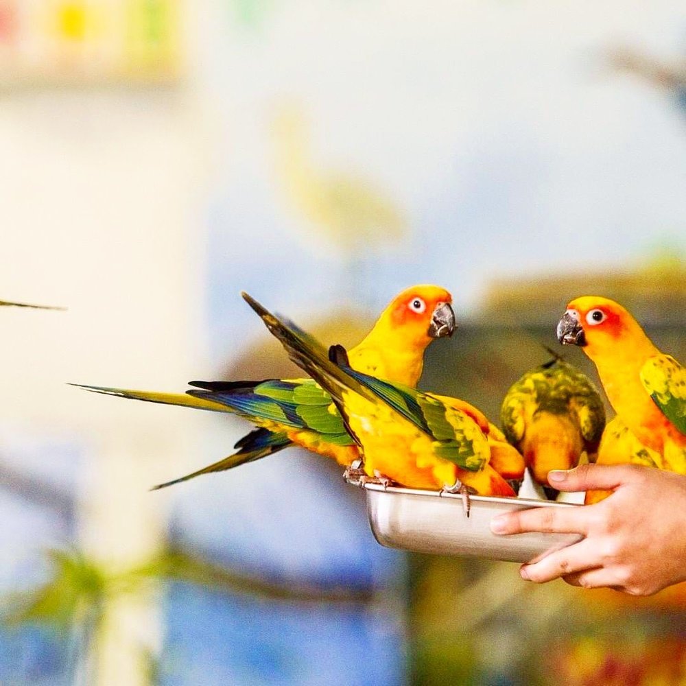 birds eating from a silver pan