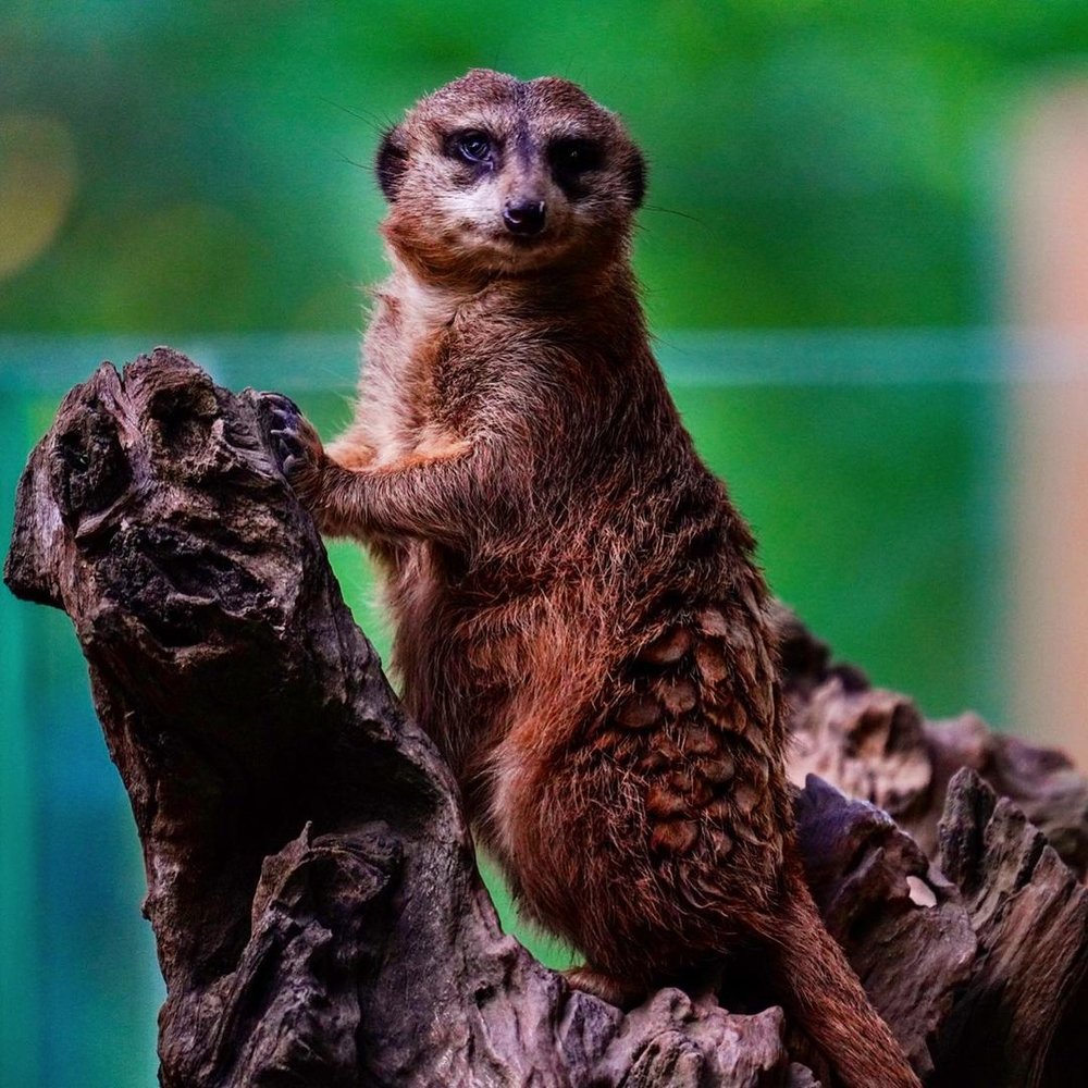 meerkat at cebu safari
