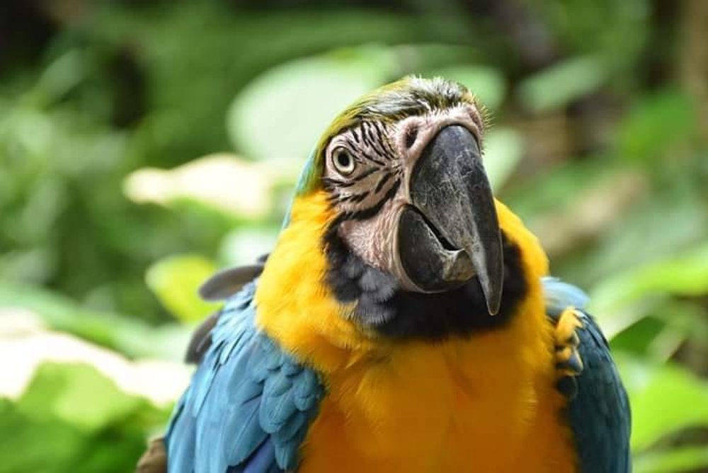 macaw bird in cebu safari