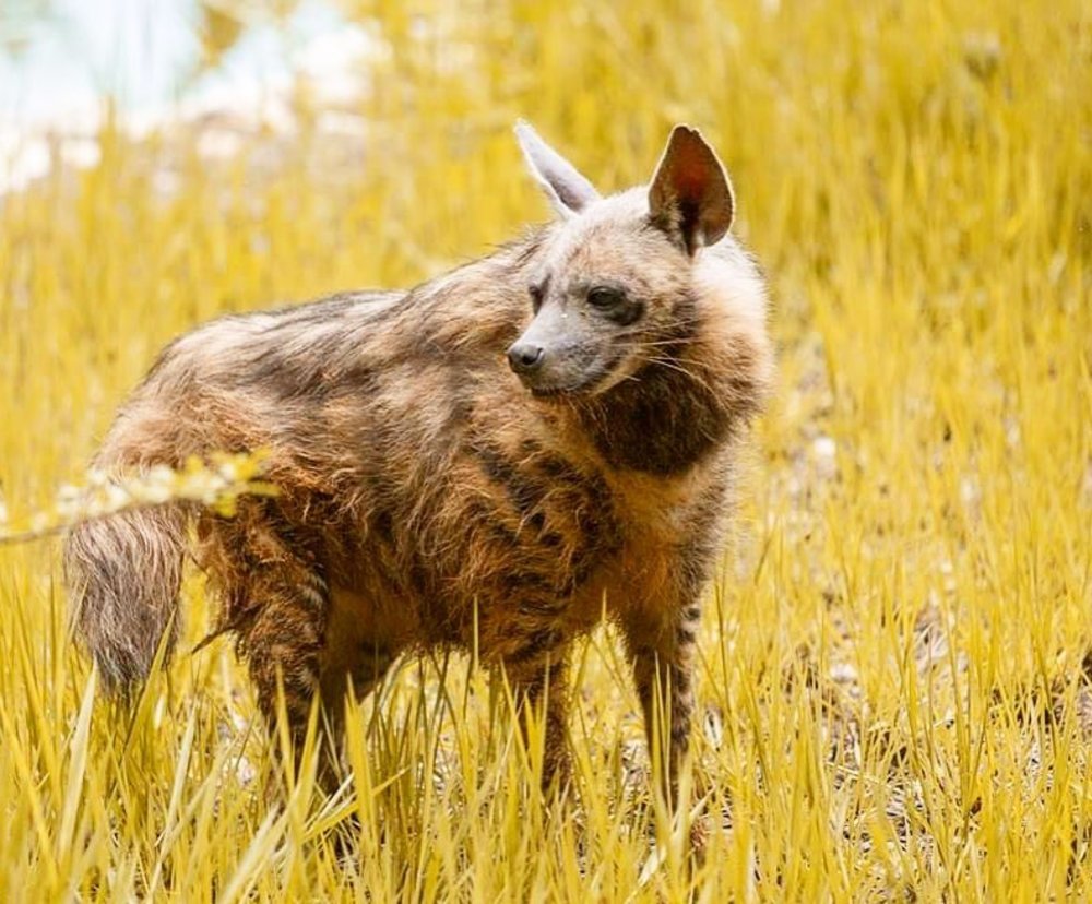 striped hyena in african savanna at cebu safari