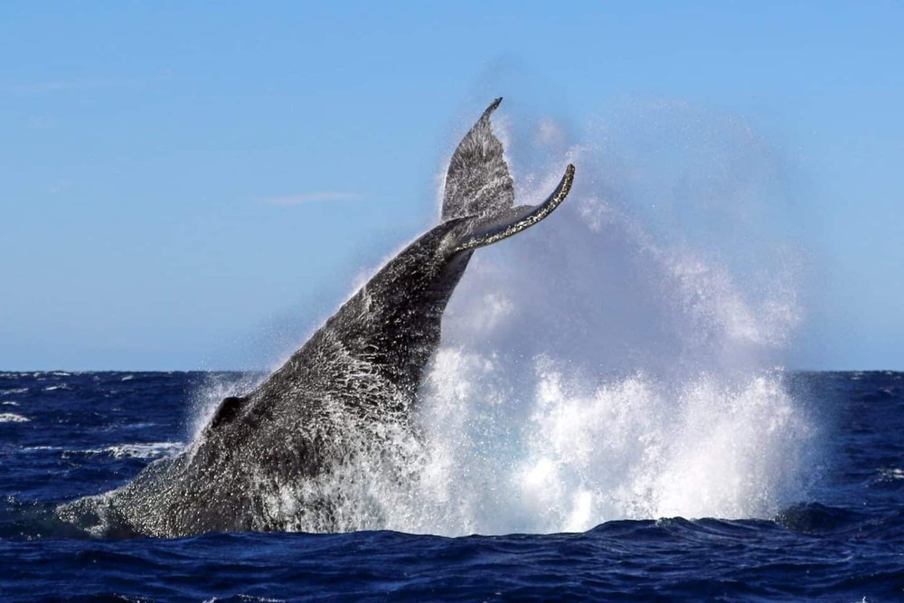 Jervis Bay Whale Watching