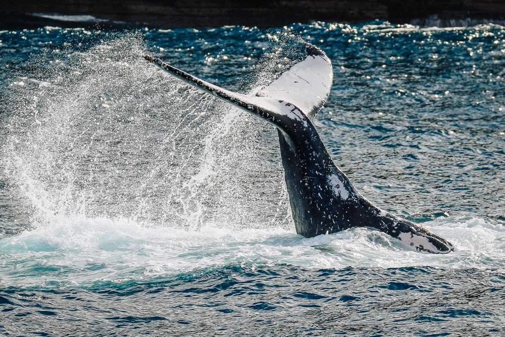 Jervis Bay Whale