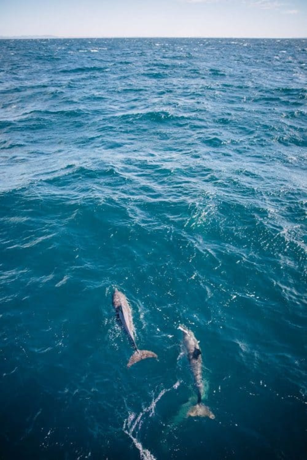 Jervis Bay Dolphins
